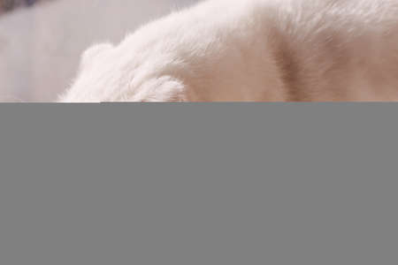 Hungry white scottish fold cat eating wet cat food canned food in a plate on a white windowsillの写真素材