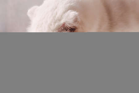 White Scottish fold cat eats cat food in a plate on a white windowsillの写真素材