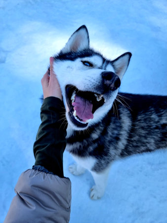 Happy husky dog. The girls hand strokes the dog. Attachment and friendship. Siberian Husky in...