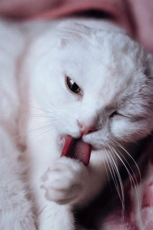 White lop-eared cat washes his face. The cat licks its paw while lying on the bed. Pink rough tongue of a cat close-up. Clean Scottish fold cat.の写真素材