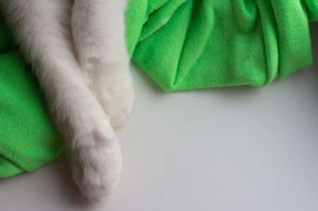 Fluffy paws of a white cat on a soft green warm fabric with a white background for text. White paws...