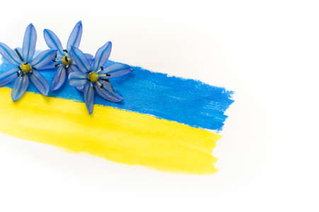 Flag of Ukraine is drawn in blue and yellow colors on a white background. Blue flowers on the flag of Ukraine. No war. Rise and restoration of Ukraine. White background, place for text.の写真素材