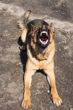 Angry and aggressive German Shepherd. The dog barks, showing its sharp white teeth. Dog guard, protects his house. Be aware of dogs.の写真素材