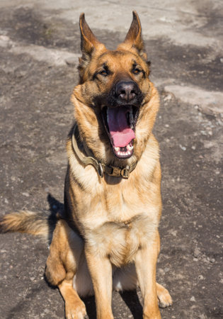 Funny German Shepherd sitting in the sun and yawning. Tired and sleepy dog.の写真素材