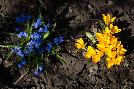 Yellow and blue blooming flowers in the garden. Yellow crocuses and blue snowdrops grow side by side. Colors of the flag of Ukraine. Sunny day. prosperity of the country. Patriotismの写真素材