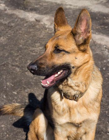 Beautiful and happy German Shepherd girl. Portrait of a purebred German Shepherd on a sunny day in springの写真素材