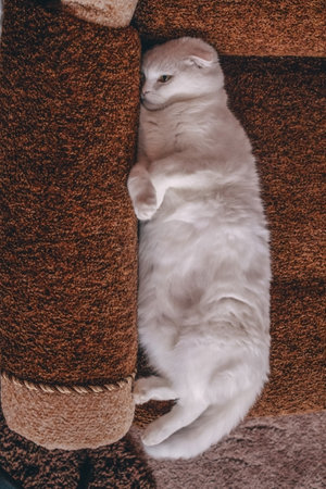 Funny white fat cat lazily lies with his muzzle buried in the sofa. Scottish fold cat in a bad mood...