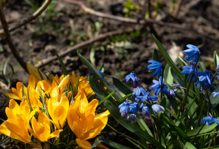 Yellow and blue blooming flowers in the garden. Yellow crocuses and blue snowdrops grow side by...
