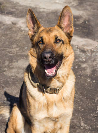 Beautiful german shepherd portrait. Happy dog looks at the camera. The dog is mans best friend. Dog poses while sitting on a sunny day.の写真素材