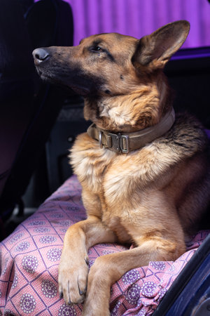 Proud German Shepherd lies in the car. The dog was offended. Sheepdog turned away with his head held high. high quality photoの写真素材