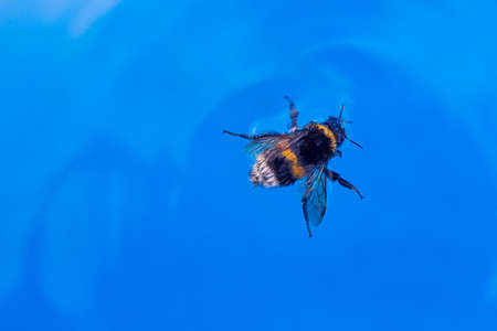 Bumblebee in blue water. Big bumblebee swims in the pool, top view. Bright summer photo