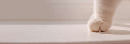 Banner about pets, cat care. Paw of a white cat close-up on a light background. Concept for advertising banner of goods for animals. Minimalism. Image for banner, place for text.の写真素材