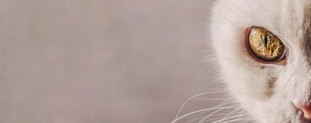 The eye of a white cat close-up on the right in the frame. Concept for advertising banner of goods for animals. Portrait of a white cat muzzle. Banner with a muzzle of a cat in full face, copy space.の写真素材
