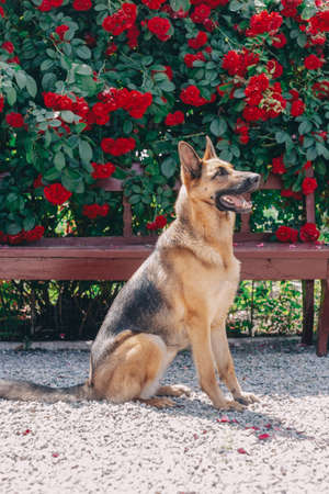 German Shepherd in the garden in red roses. Young German Shepherd with red roses in the background, in a rose gardenの写真素材