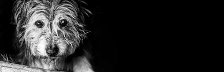 Old shaggy and blind dog. Banner with place for text and black background. The concept of treatment of animals and diseases of dogs. Copy space.の写真素材