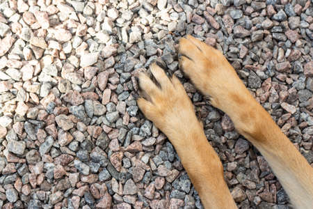 Brown dog paws on a background of small gray stones top view. Front paws of a German Shepherdの写真素材