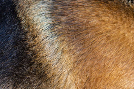 Close-up (macro photography) of the fur of a dog of the German Shepherd breed. Can be used as a background.の写真素材