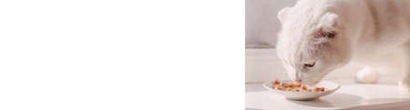 Hungry white scottish fold cat eats wet canned cat food in a plate on a white windowsill. Banner with white fluffy cat and white background for text. Animal nutrition concept. Copy spaceの写真素材