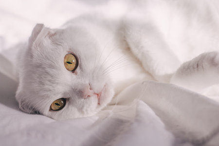 White lop-eared cat with big eyes lies on a white bed. Scottish fold cat on a white background. Funny white cat is resting on sheet at home.の写真素材
