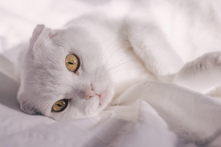 White lop-eared cat with big eyes lies on a white bed. Scottish fold cat on a white background....