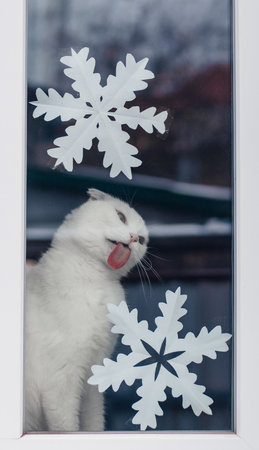 White lop-eared cat in the window of the house in winter. New Years snowflakes are pasted on the window. The cat licks the glass. Pink tongue of a cat. New year and Christmas 2023.の写真素材
