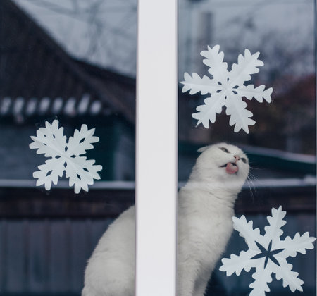 White lop-eared cat in the window of the house in winter. New Years snowflakes are pasted on the windowの写真素材