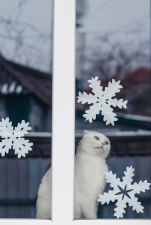 White domestic cat in the window with snowflakesの写真素材