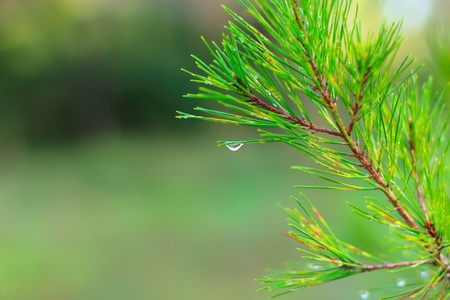 rain drops on green pine needlesの写真素材