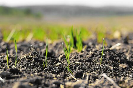 first spring grassの写真素材