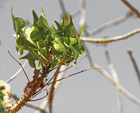 green branch on grey sky backgroundの写真素材