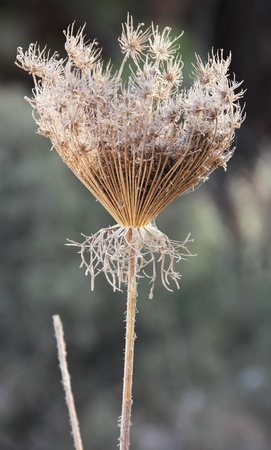 gray faded flower on a background of autumn grassの写真素材