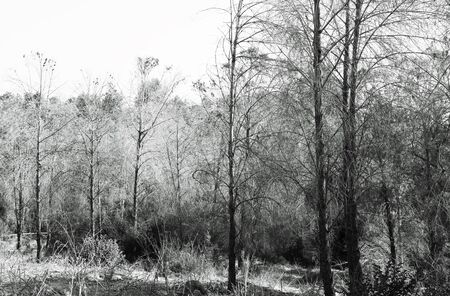 Beautiful black and white forestの写真素材