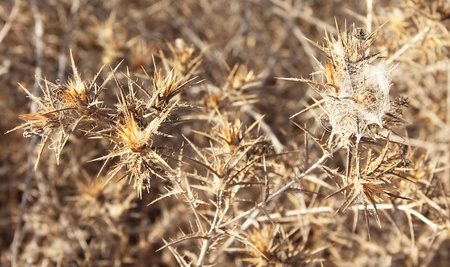 Burdock in back light on the red autumn background の写真素材