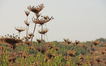 gray faded flower on a background of autumn grassの写真素材