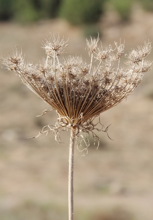 gray faded flower on a background of autumn grassの写真素材