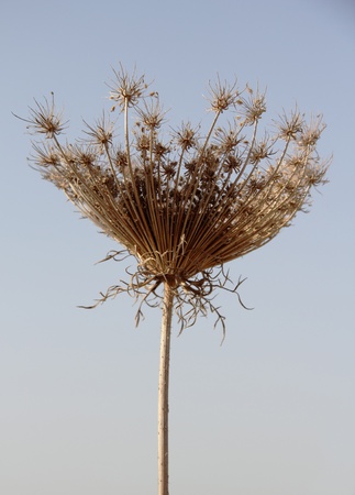 gray faded flower on a background of autumn grassの写真素材