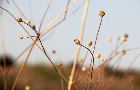 desert plants on the background of the autumn skyの写真素材