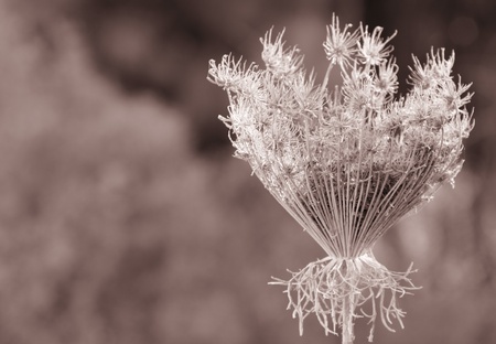 gray faded flower on a background of autumn grassの写真素材