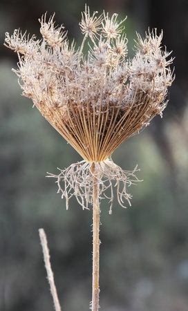 gray faded flower on a background of autumn grassの写真素材