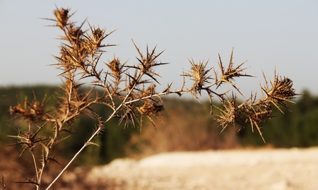 Burdock in back light on the autumn background の写真素材