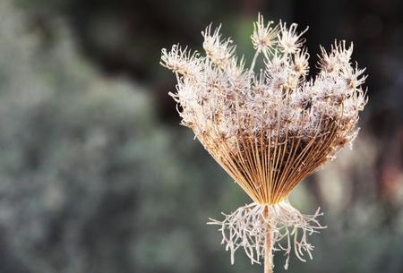 gray faded flower on a background of autumn grassの写真素材