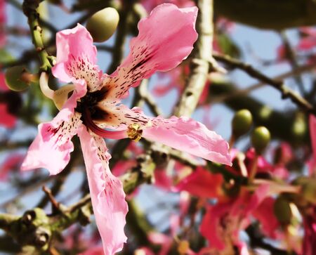 Abstract Pink Flower Background の写真素材