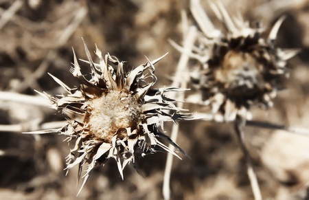 gray faded flower on a background of autumn grassの写真素材