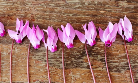 beautiful floral background の写真素材