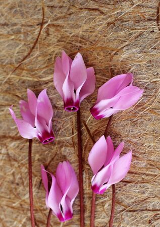 beautiful floral backgroundの写真素材