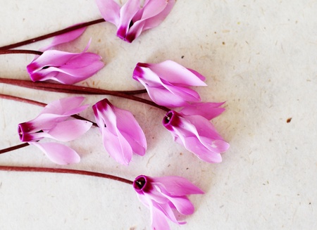 beautiful floral backgroundの写真素材