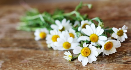 flower the first spring daisies in an old wooden tableの写真素材