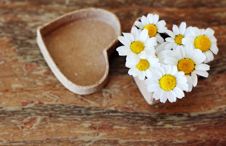 Spring daisies in a box for a gift  Soft Focusの写真素材