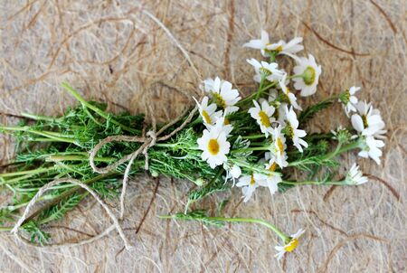  first spring daisies in an old wooden tableの写真素材
