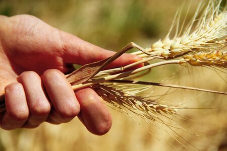 Wheat ears in the handsの写真素材